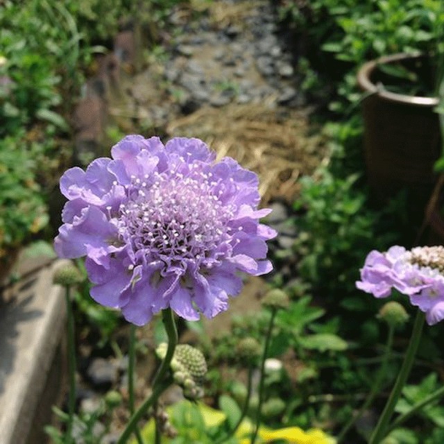 Scabiosa atropurpurea seeds 1KG
