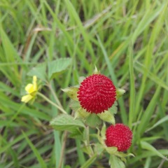 Duchesnea indica seeds 1kg