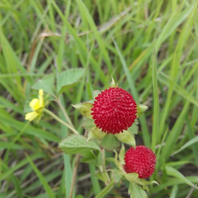 Duchesnea indica seeds 1kg