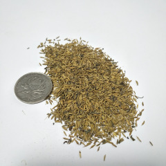 Taraxacum officnala seeds 1KG