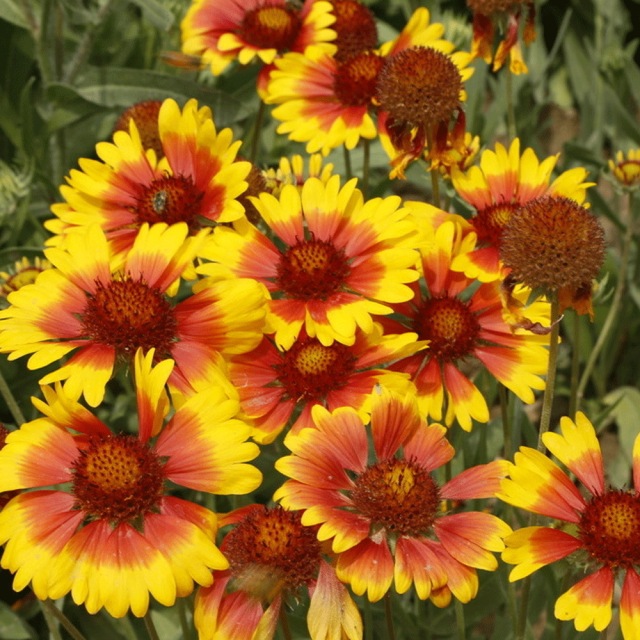 Gaillardia pulchella seeds 1KG