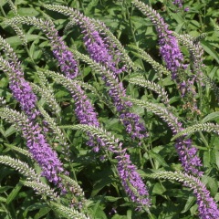 Veronica polita seeds 1KG