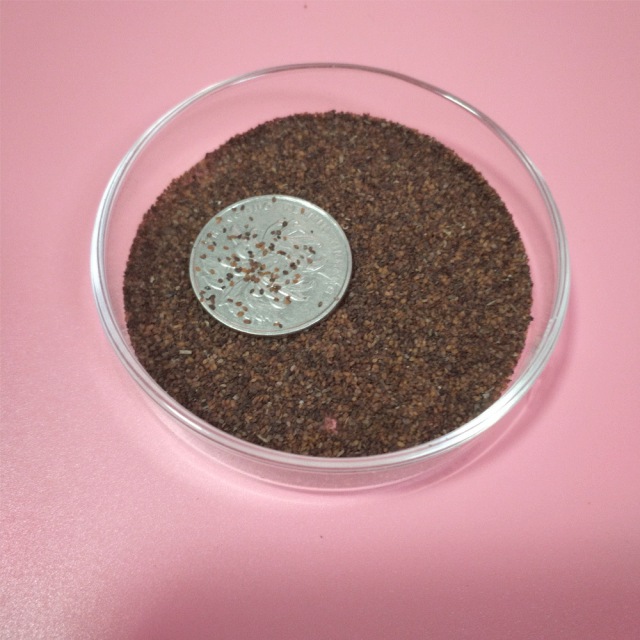 Veronica polita seeds 1KG