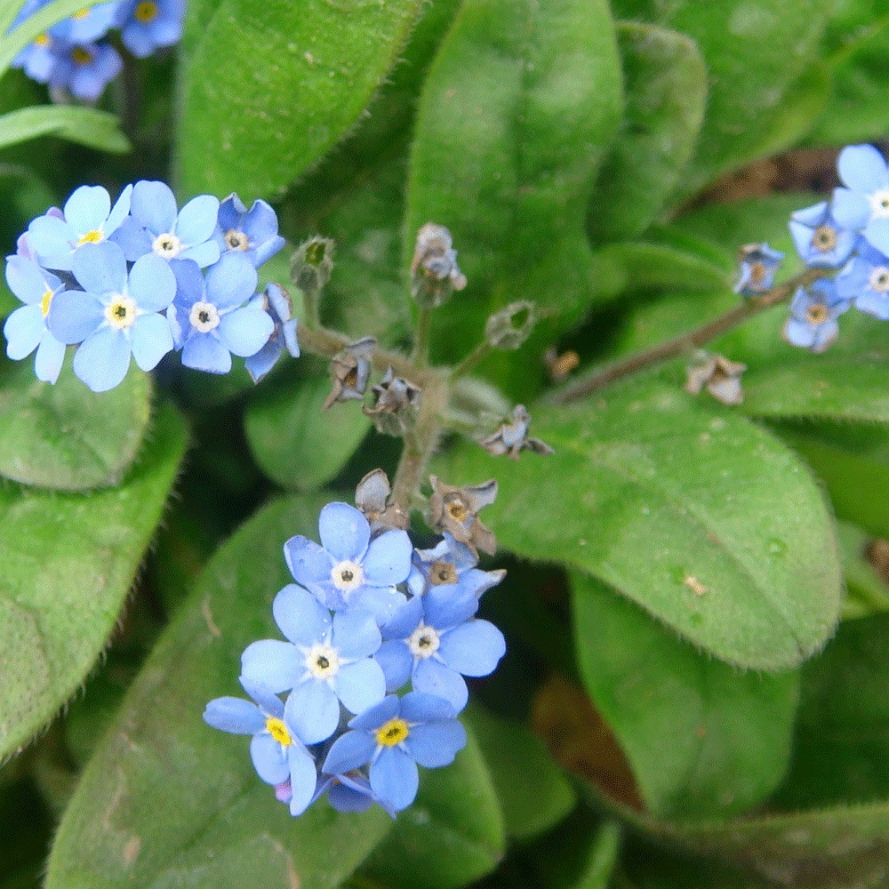 Myosotis sylvatica seeds 1KG