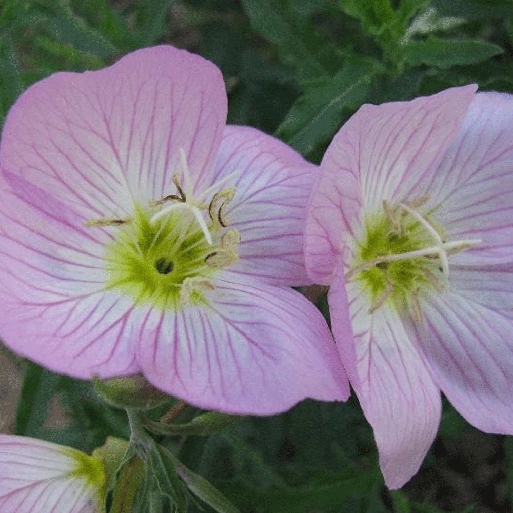 evening primrose seeds 1KG