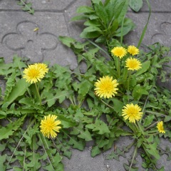 Taraxacum officnala seeds 1KG