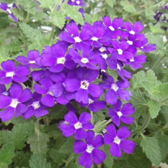 Verbena hybrida seeds 1kg