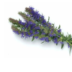 Hyssopus officinalis seeds 1KG