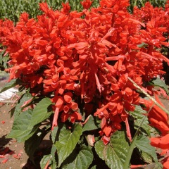 Salvia splendens seeds 1KG