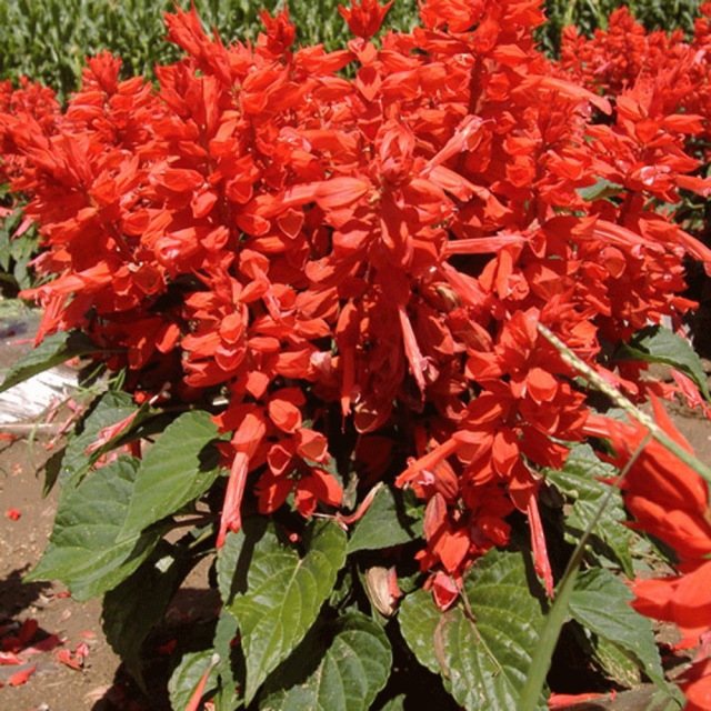 Salvia splendens seeds 1KG