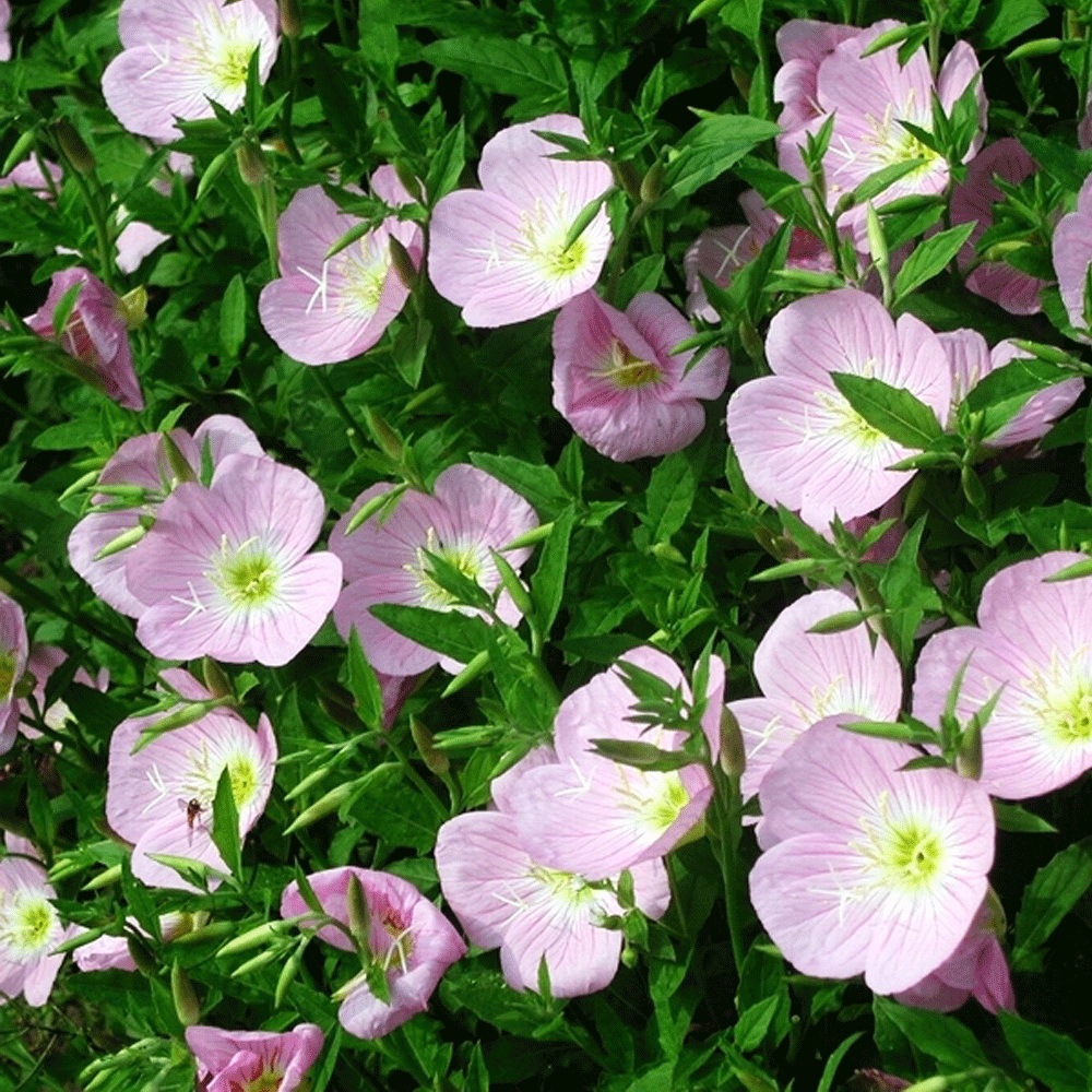 evening primrose seeds 1KG
