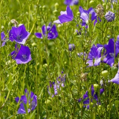 balloon flower seeds 1kg