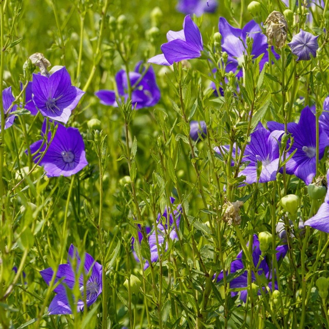 balloon flower seeds 1kg