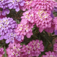 Iberis amara seeds 1KG