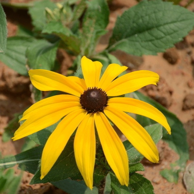Rudbeckia hirta seeds 1kg