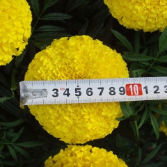 marigold seeds 1KG