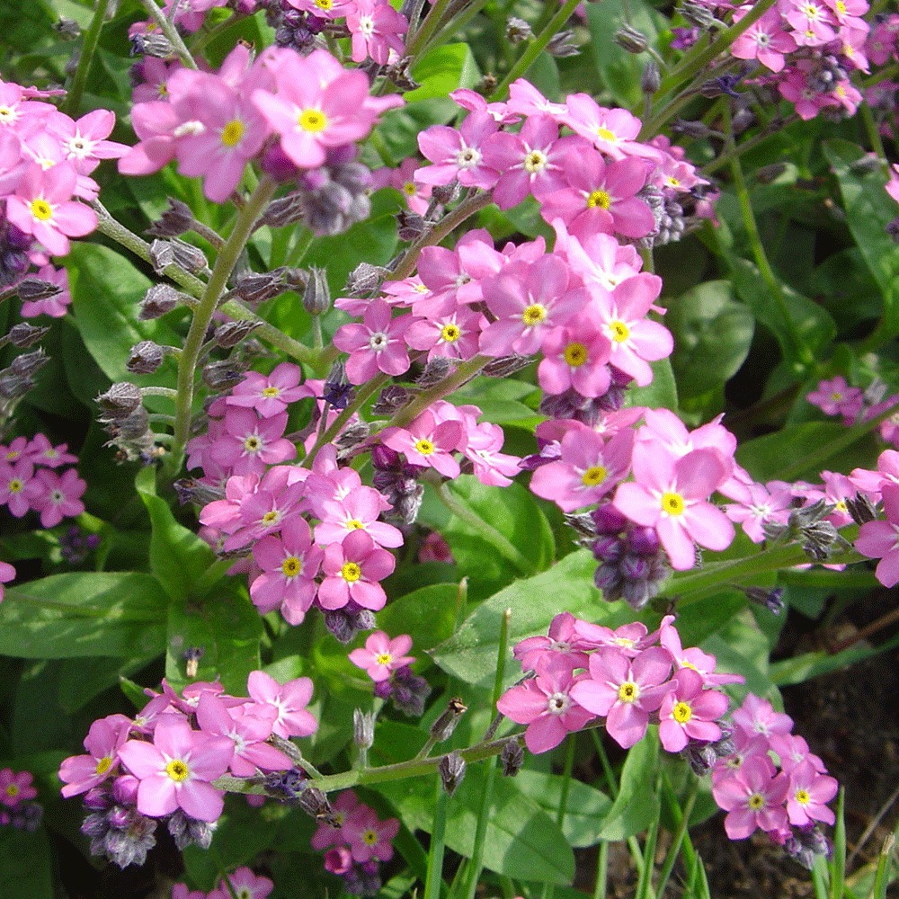 Myosotis sylvatica seeds 1KG