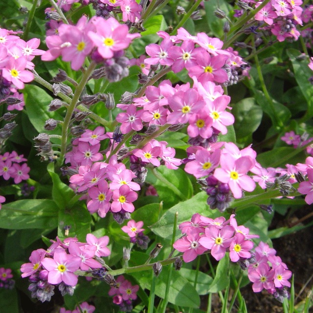 Myosotis sylvatica seeds 1KG