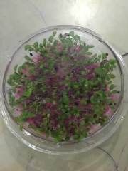 Dianthus chinensis seeds 1kg