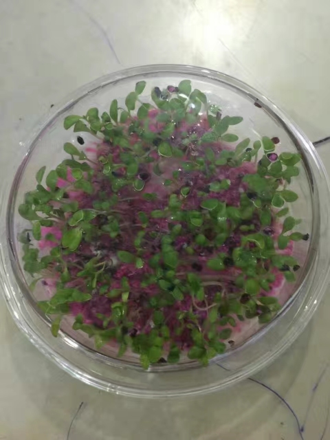 Dianthus chinensis seeds 1kg