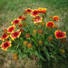 Gaillardia pulchella seeds 1KG