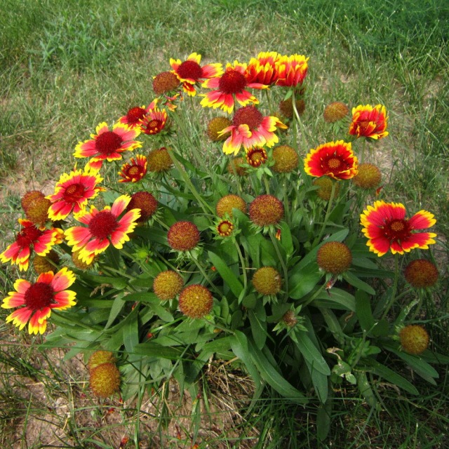 Gaillardia pulchella seeds 1KG