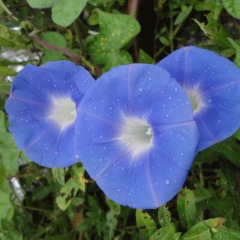 morning glory seeds 1KG