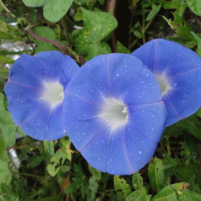 morning glory seeds 1KG