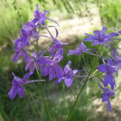 Larkspur seeds 1kg