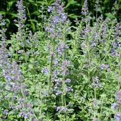 Nepeta angustifolia seeds 1kg