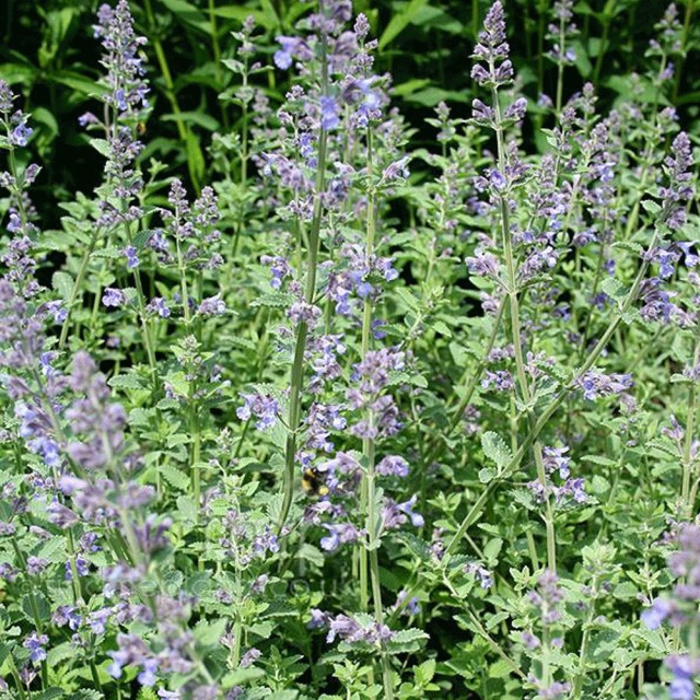 Nepeta angustifolia seeds 1kg