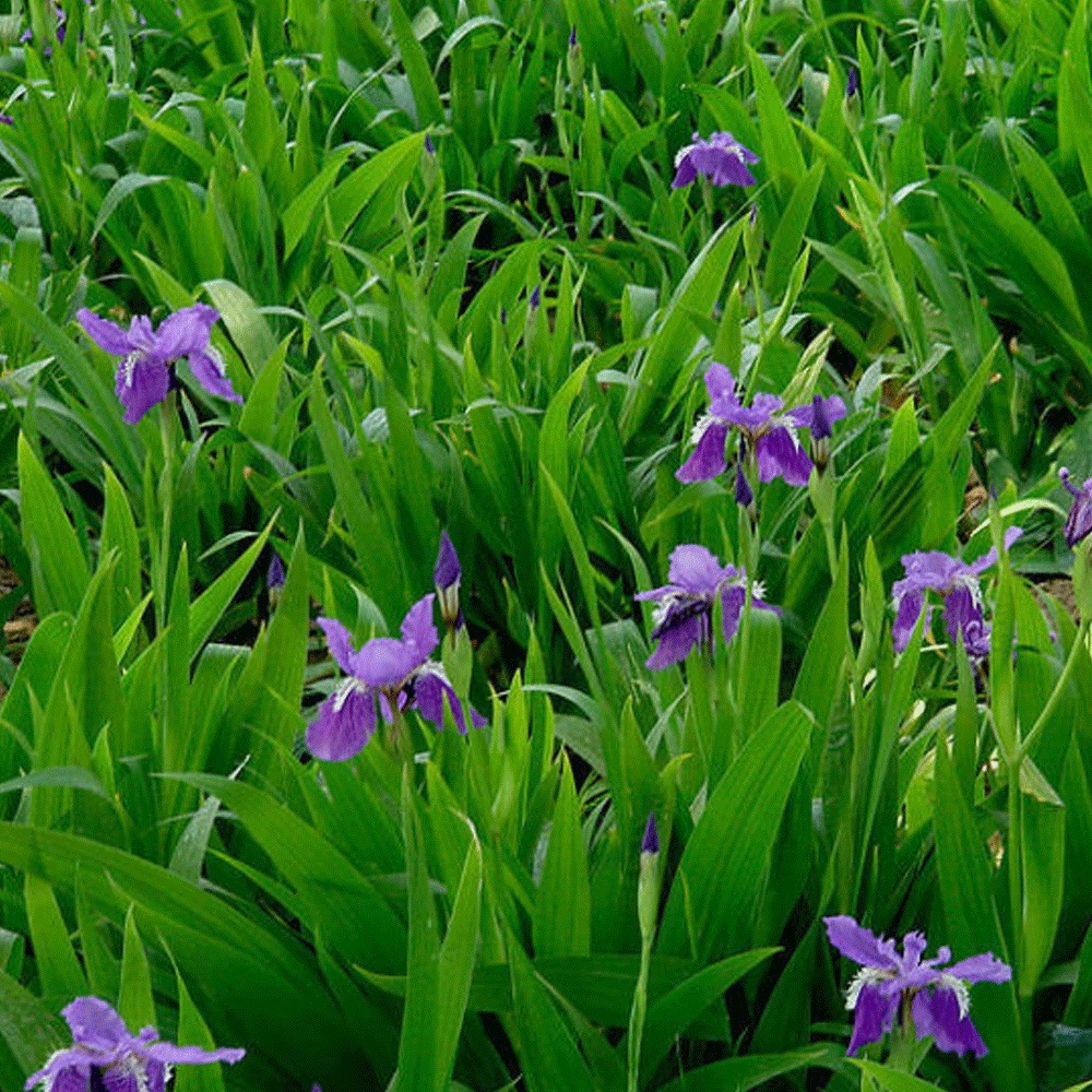Iris tectorum seeds 1KG