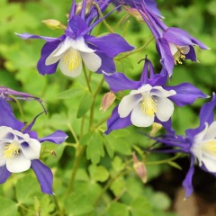 Aquilegia caerulea seeds 1KG