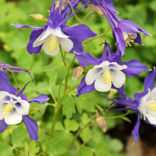 Aquilegia caerulea seeds 1KG