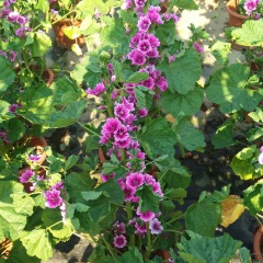 Hollyhock seeds 1kg