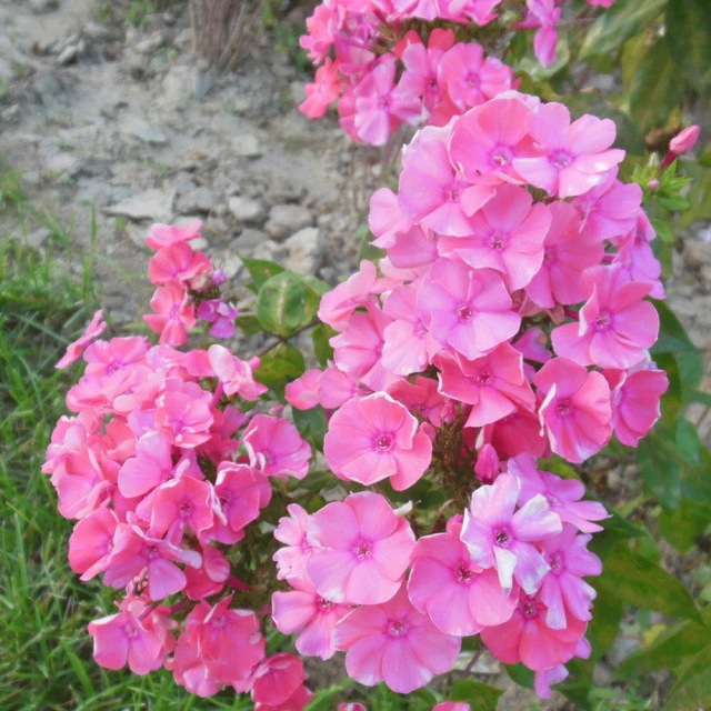 Annual phlox seeds 1kg