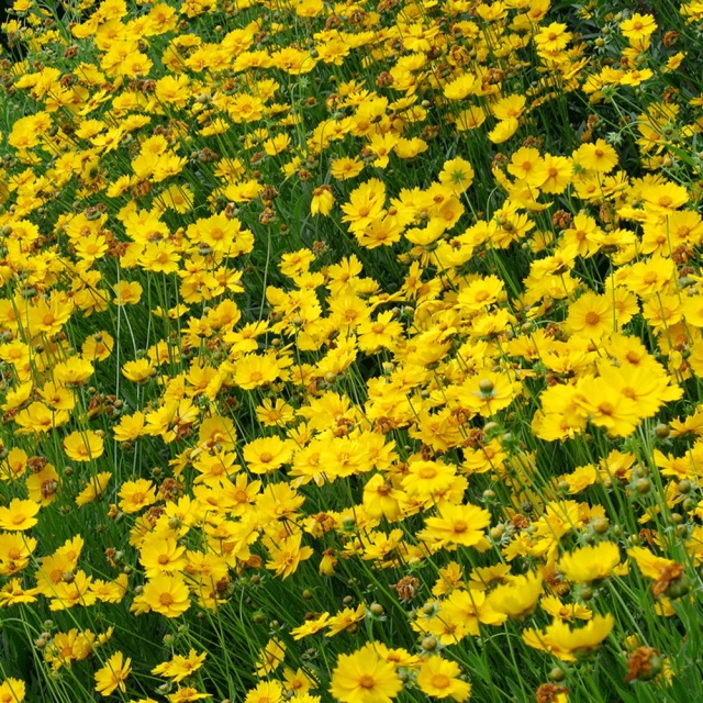 Dwarf Coreopsis grandiflora seeds 1kg