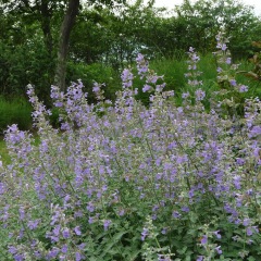Nepeta angustifolia seeds 1kg