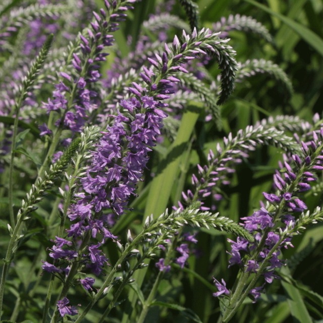 Veronica polita seeds 1KG