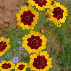 Sanvitalia procumbens seeds 1KG