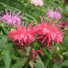 Monarda didyma seeds 1kg