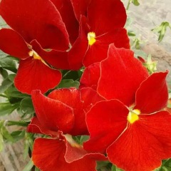 pansy seeds 1KG