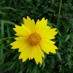 Dwarf Coreopsis grandiflora seeds 1kg