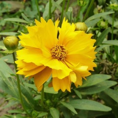 Dwarf Coreopsis grandiflora seeds 1kg