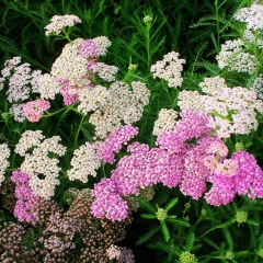 Alpine Yarrow Herb seeds 1kg