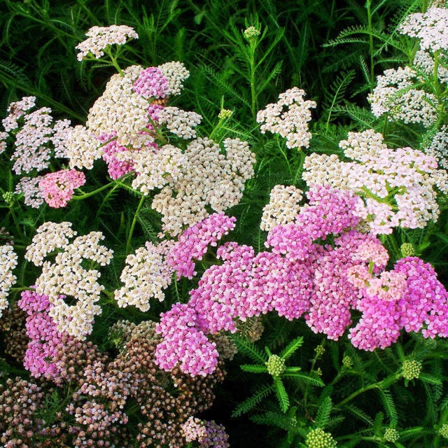 Alpine Yarrow Herb seeds 1kg