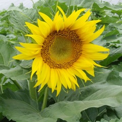 Helianthus seeds/sunflower seeds 1KG