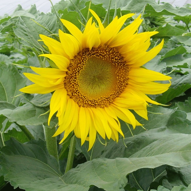 Helianthus seeds/sunflower seeds 1KG