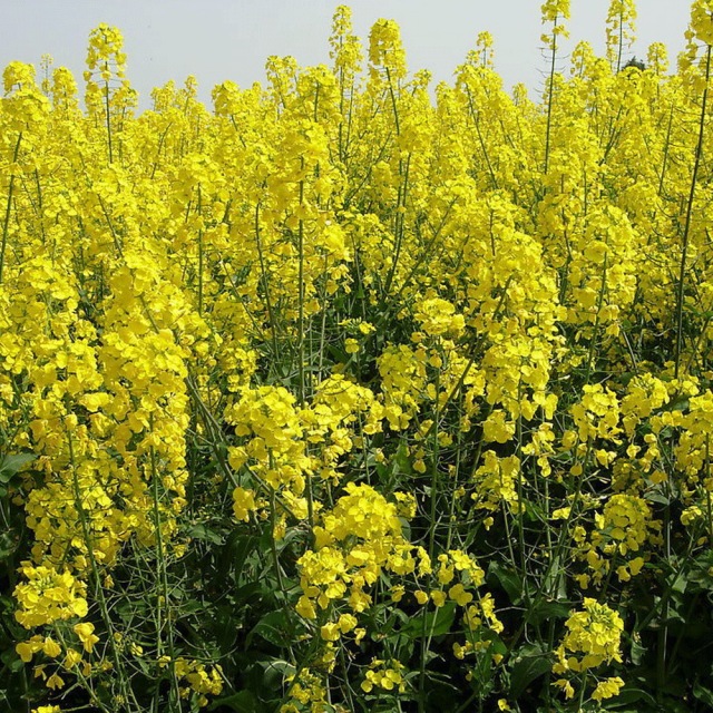 Brassica campestris seeds 1kg