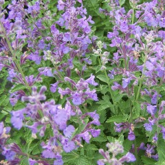 Nepeta angustifolia seeds 1kg